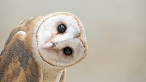 Test 29