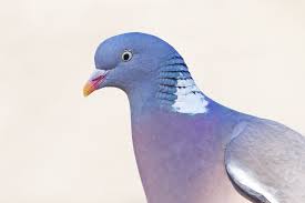 Test 26